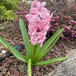 Orchidea Del Garda B&B 페스키에라델가르다