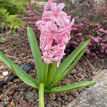 Orchidea Del Garda Panzió Peschiera del Garda