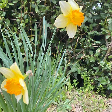 Orchidea Del Garda Peschiera del Garda