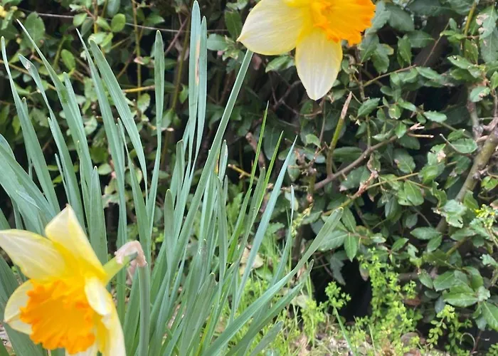 Orchidea Del Garda Peschiera del Garda